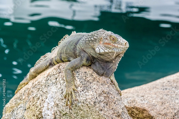 Obraz iguana on rock