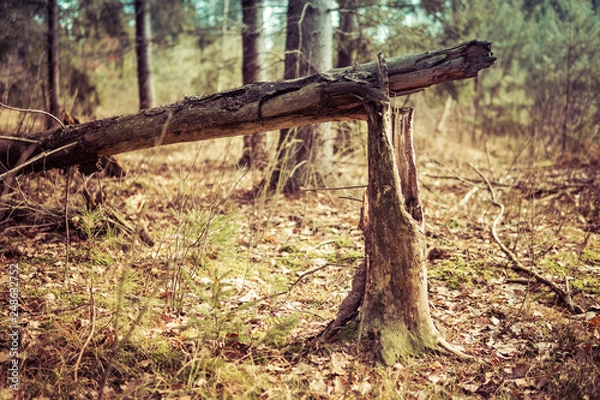 Fototapeta broken tree