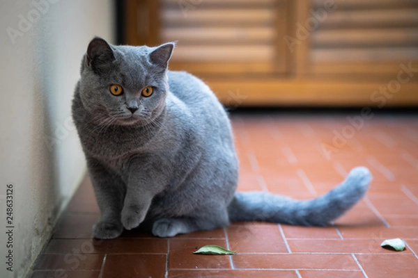 Obraz british shorthair scottish