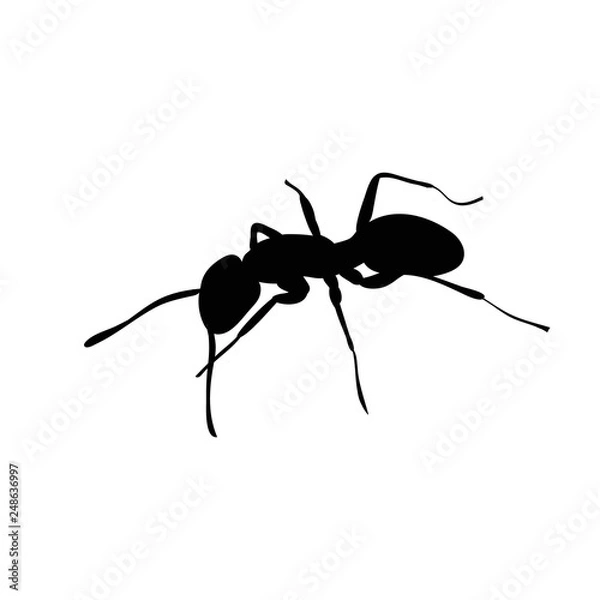 Obraz vector, isolated, ant silhouette black