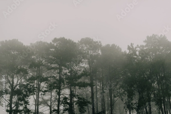Obraz Beautiful pine trees on the mountain through pine forest autumn mist