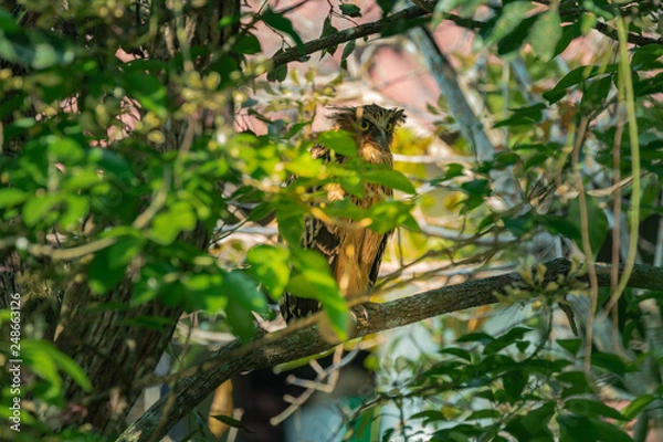 Fototapeta The mother of the owl watched the baby bird in the nest carefully at reserved swamp forest area Phatthalung .Southern Thailand