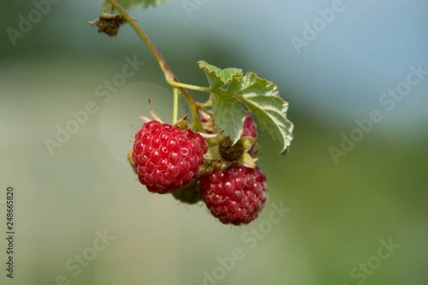 Obraz Red ripe raspberry on a branch
