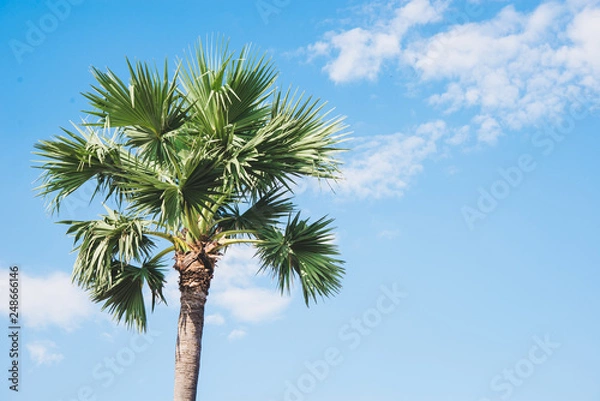 Fototapeta palm trees,  tropical background