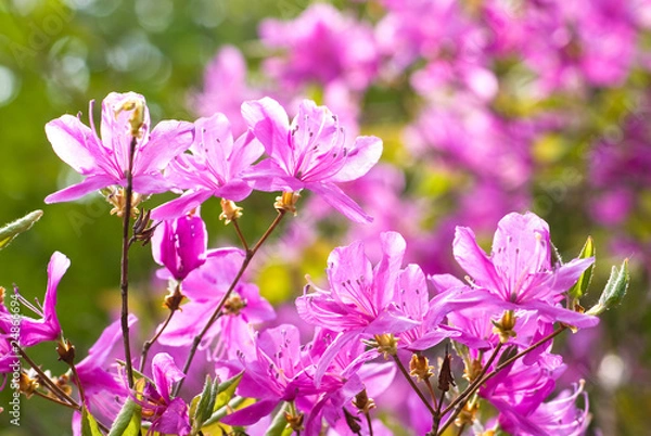 Fototapeta ミツバツツジの花