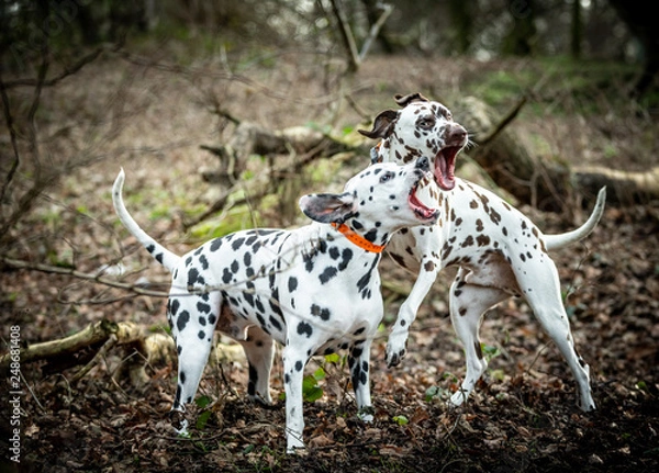 Fototapeta The Dalmatian 