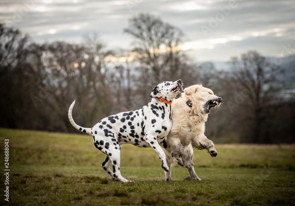 Obraz The Golden Retriever