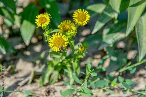 Fototapeta Цветы жёлтые