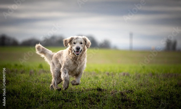 Obraz The Golden Retriever