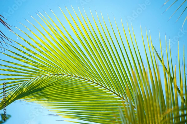 Fototapeta Palm Trees Macro