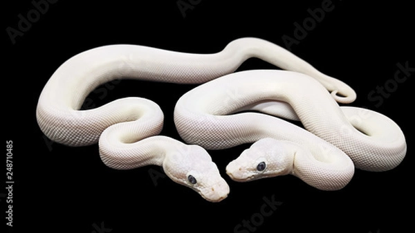 Obraz Big snake on black background