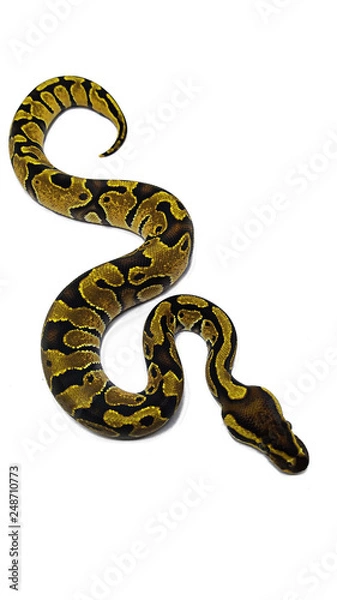 Obraz snake isolated on white background