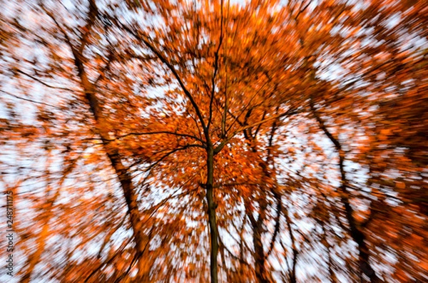 Fototapeta abstract composition of a tree and blurry background in autumn