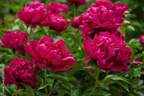 Obraz Red peonies in the garden. Blooming red peony. Closeup of beautiful red Peonie flower.