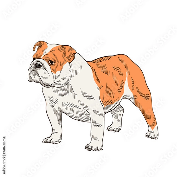 Obraz pedigree dog bulldog orange white