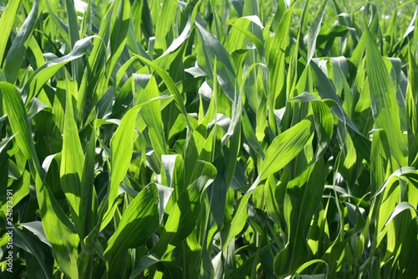 Obraz Champs de mais et soleil 2