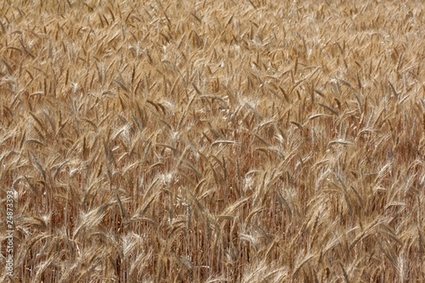 Obraz Champs de blés