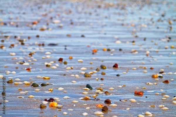Obraz Shells and rocks by the beach