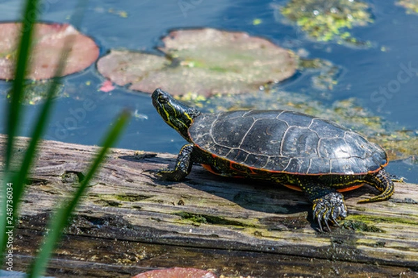 Fototapeta Turtle basking on log