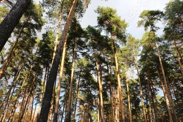 Fototapeta trees in the forest