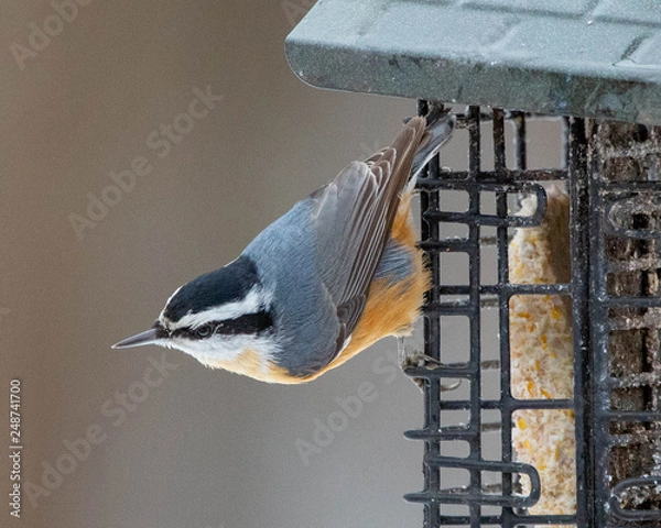 Obraz Red breasted nuthatch