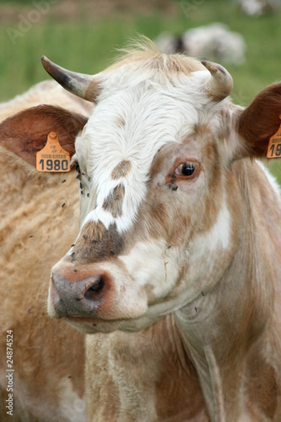 Obraz Vache gros plan