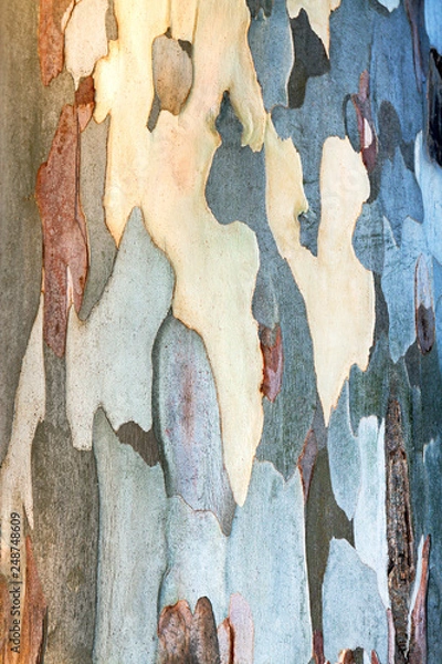 Fototapeta background of eucalyptus bark