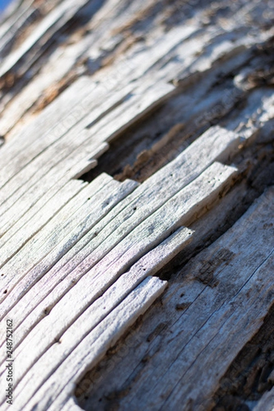 Fototapeta Wood Grain