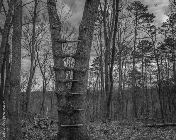Fototapeta Old deer stand in a tree.