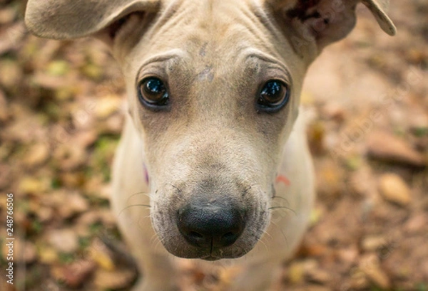 Fototapeta Close up shot of sad homeless dog face looking at the camera with blurred background,Portrait dog's face.