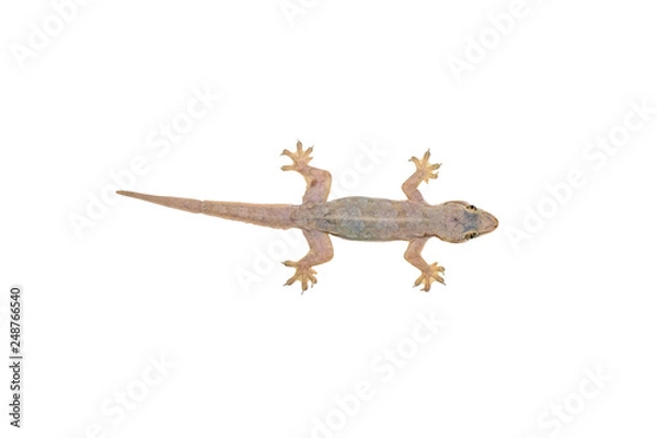 Fototapeta Common house gecko or Spiny-tailed house gecko isolated on white background with clipping path.