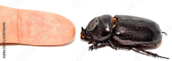 Fototapeta Closeup shot of Female Rhinoceros beetle compared size with human finger isolated on white background,Xyloryctes jamaicensis.