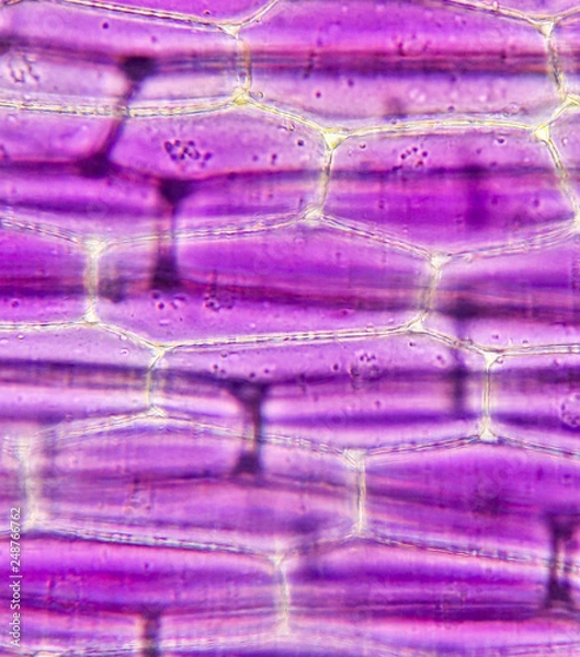 Fototapeta Tradescantia Spathacea leaf cell from microscope.