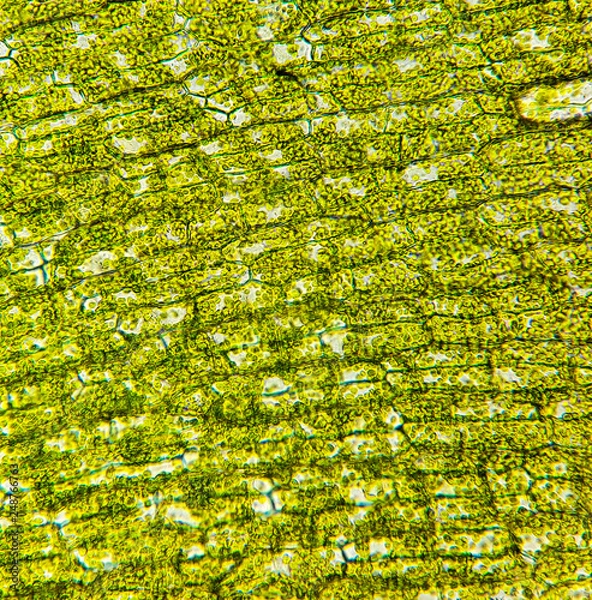 Fototapeta Hydrilla verticillata leaf cell from microscope.