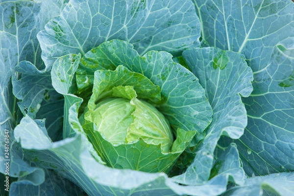 Fototapeta Closeup top view of fresh green cabbage,Organic cabbage vegetable food in field garden,cabbage in the garden