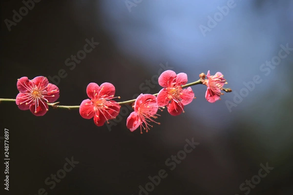 Obraz 梅の花　Plum blossom