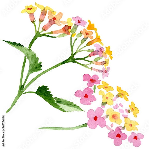 Fototapeta Pink lantana floral botanical flower. Watercolor background illustration set. Isolated lantana illustration element.