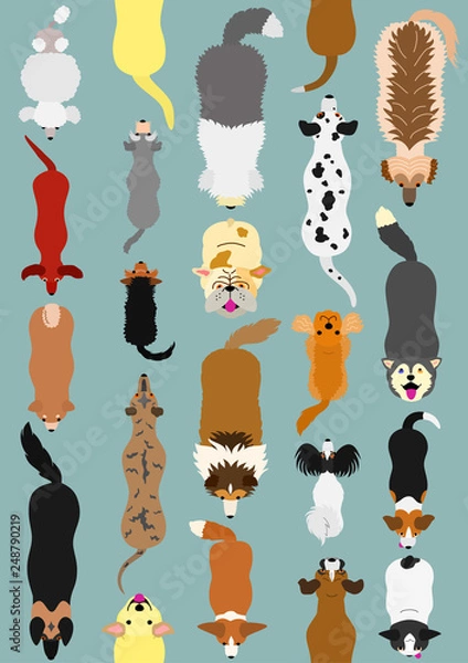 Fototapeta dogs seamless pattern background