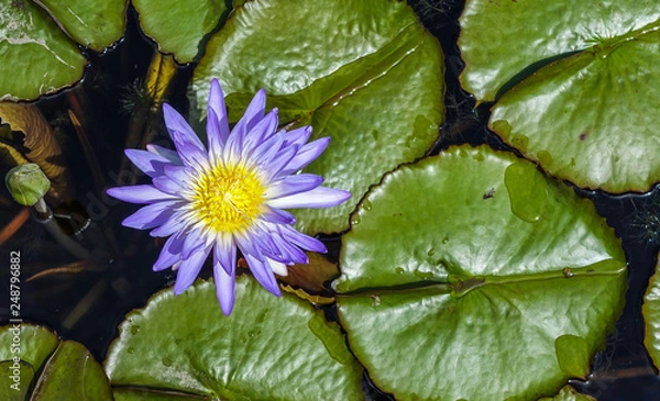 Fototapeta A top view of a beautiful water lily purple color on water surface, surrounded by lily pads and water drops.
