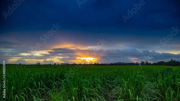 Obraz Sunrise over canefields