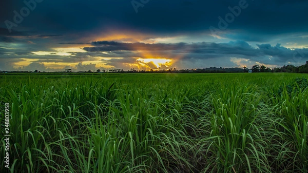 Obraz Sunrise over canefields