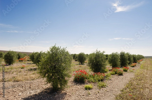 Obraz Olive grove
