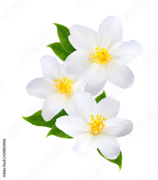 Obraz Jasmine branch isolated on white background