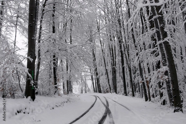 Fototapeta Snowy winter forest. Wet snow is clinging to the branches of the trees. Beautiful white winter fairy tale. Car tracks in the snow.