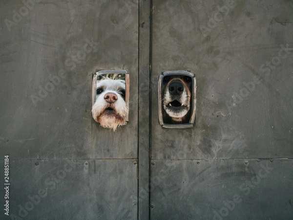 Fototapeta dogs guarding a door leaning out of two small windows