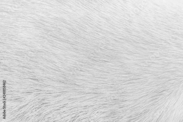 Fototapeta White cat fur texture for background , Natural animal short smooth patterns skin
