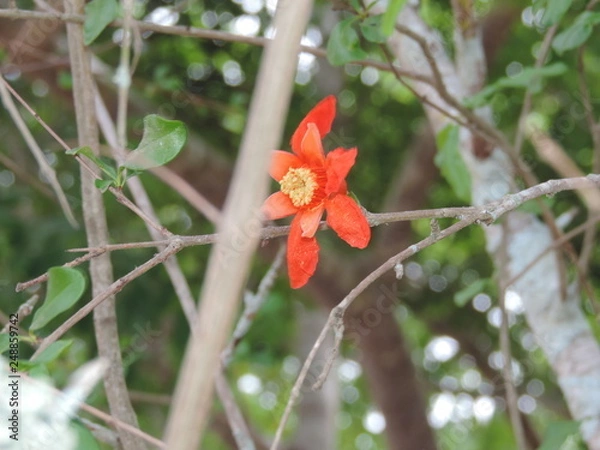 Obraz Flor solitária