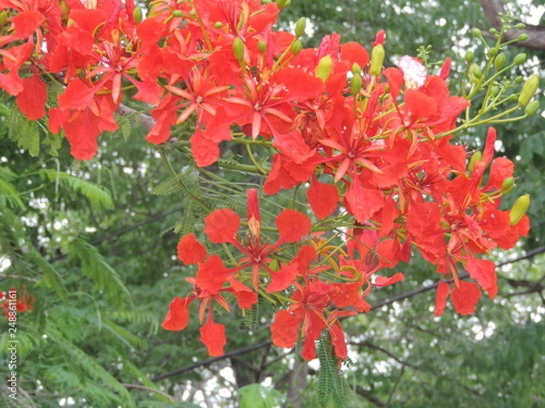 Obraz Flor de Flamboyant