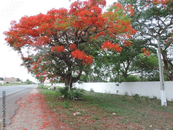 Obraz Pé de Bougainville