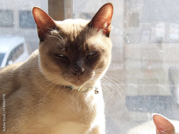 Obraz トンキニーズ